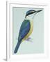 Birds: Coraciiformes, Sacred Kingfisher (Todiramphus Sanctus)-null-Framed Giclee Print