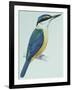 Birds: Coraciiformes, Sacred Kingfisher (Todiramphus Sanctus)-null-Framed Giclee Print