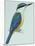 Birds: Coraciiformes, Sacred Kingfisher (Todiramphus Sanctus)-null-Mounted Giclee Print