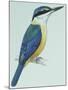 Birds: Coraciiformes, Sacred Kingfisher (Todiramphus Sanctus)-null-Mounted Giclee Print