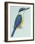 Birds: Coraciiformes, Sacred Kingfisher (Todiramphus Sanctus)-null-Framed Giclee Print