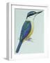 Birds: Coraciiformes, Sacred Kingfisher (Todiramphus Sanctus)-null-Framed Giclee Print