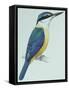 Birds: Coraciiformes, Sacred Kingfisher (Todiramphus Sanctus)-null-Framed Stretched Canvas