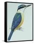 Birds: Coraciiformes, Sacred Kingfisher (Todiramphus Sanctus)-null-Framed Stretched Canvas