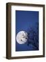 Birds, Crows, Silhouette, at Night, Moon-Herbert Kehrer-Framed Photographic Print