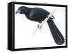 Birds, Cuculiformes, Groove-Billed Ani (Crotophaga Sulcirostris)-null-Framed Stretched Canvas