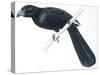 Birds, Cuculiformes, Groove-Billed Ani (Crotophaga Sulcirostris)-null-Stretched Canvas