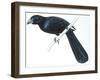 Birds, Cuculiformes, Groove-Billed Ani (Crotophaga Sulcirostris)-null-Framed Giclee Print