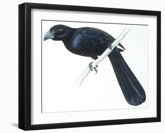 Birds, Cuculiformes, Groove-Billed Ani (Crotophaga Sulcirostris)-null-Framed Giclee Print