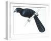 Birds, Cuculiformes, Groove-Billed Ani (Crotophaga Sulcirostris)-null-Framed Giclee Print