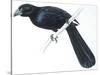 Birds, Cuculiformes, Groove-Billed Ani (Crotophaga Sulcirostris)-null-Stretched Canvas