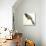 Birds, Cuculiformes, Pheasant Coucal (Centropus Phasianinus)-null-Stretched Canvas displayed on a wall