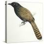 Birds, Cuculiformes, Pheasant Coucal (Centropus Phasianinus)-null-Stretched Canvas