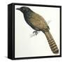 Birds, Cuculiformes, Pheasant Coucal (Centropus Phasianinus)-null-Framed Stretched Canvas