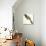 Birds, Cuculiformes, Pheasant Coucal (Centropus Phasianinus)-null-Stretched Canvas displayed on a wall