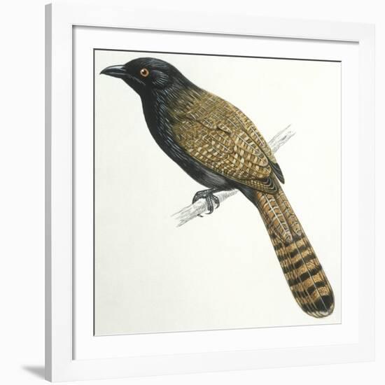 Birds, Cuculiformes, Pheasant Coucal (Centropus Phasianinus)-null-Framed Giclee Print