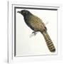 Birds, Cuculiformes, Pheasant Coucal (Centropus Phasianinus)-null-Framed Giclee Print