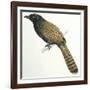 Birds, Cuculiformes, Pheasant Coucal (Centropus Phasianinus)-null-Framed Giclee Print