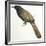 Birds, Cuculiformes, Pheasant Coucal (Centropus Phasianinus)-null-Framed Giclee Print