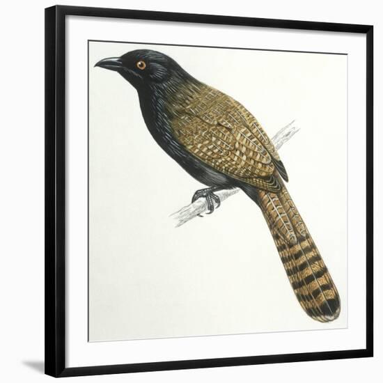 Birds, Cuculiformes, Pheasant Coucal (Centropus Phasianinus)-null-Framed Giclee Print