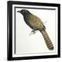 Birds, Cuculiformes, Pheasant Coucal (Centropus Phasianinus)-null-Framed Giclee Print
