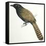 Birds, Cuculiformes, Pheasant Coucal (Centropus Phasianinus)-null-Framed Stretched Canvas