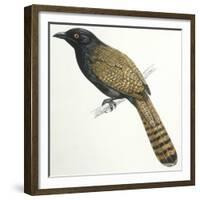 Birds, Cuculiformes, Pheasant Coucal (Centropus Phasianinus)-null-Framed Giclee Print