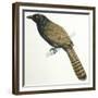 Birds, Cuculiformes, Pheasant Coucal (Centropus Phasianinus)-null-Framed Giclee Print