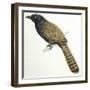 Birds, Cuculiformes, Pheasant Coucal (Centropus Phasianinus)-null-Framed Giclee Print