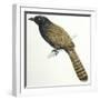 Birds, Cuculiformes, Pheasant Coucal (Centropus Phasianinus)-null-Framed Giclee Print