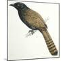 Birds, Cuculiformes, Pheasant Coucal (Centropus Phasianinus)-null-Mounted Giclee Print