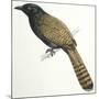 Birds, Cuculiformes, Pheasant Coucal (Centropus Phasianinus)-null-Mounted Giclee Print