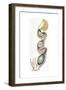 Birds: Egg in Female Reproductive System-null-Framed Giclee Print