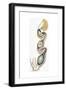 Birds: Egg in Female Reproductive System-null-Framed Giclee Print