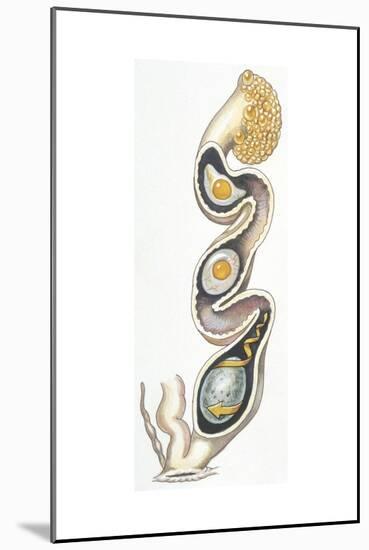 Birds: Egg in Female Reproductive System-null-Mounted Giclee Print