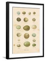 Birds Eggs I-Gwendolyn Babbitt-Framed Art Print