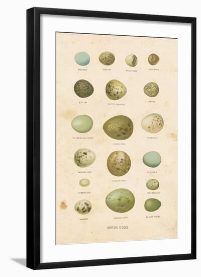 Birds Eggs I-Gwendolyn Babbitt-Framed Art Print