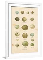 Birds Eggs I-Gwendolyn Babbitt-Framed Art Print