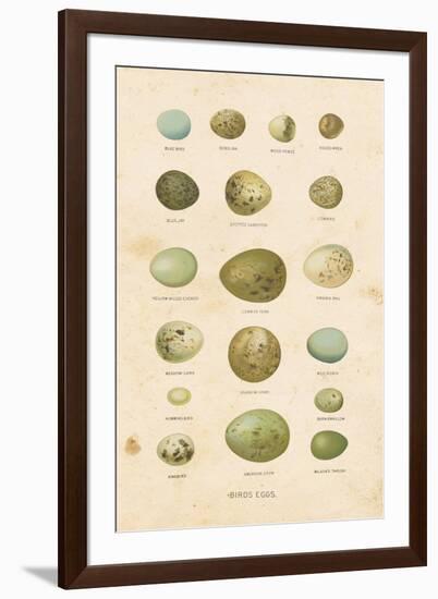 Birds Eggs I-Gwendolyn Babbitt-Framed Art Print