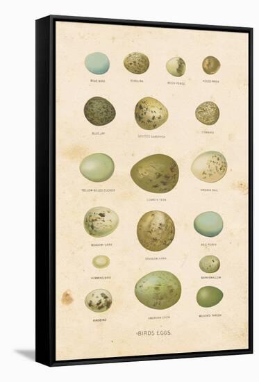 Birds Eggs I-Gwendolyn Babbitt-Framed Stretched Canvas