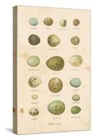 Birds Eggs I-Gwendolyn Babbitt-Stretched Canvas