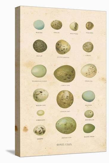 Birds Eggs I-Gwendolyn Babbitt-Stretched Canvas