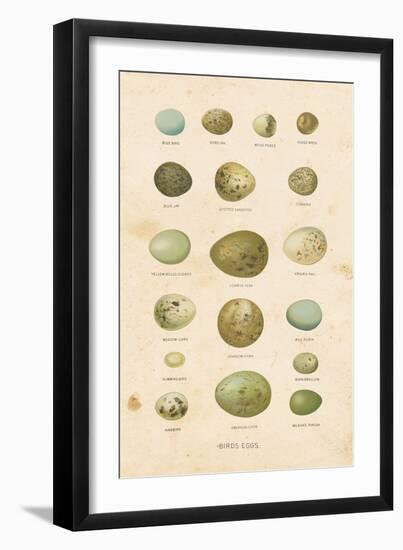 Birds Eggs I-Gwendolyn Babbitt-Framed Art Print