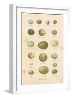 Birds Eggs I-Gwendolyn Babbitt-Framed Art Print