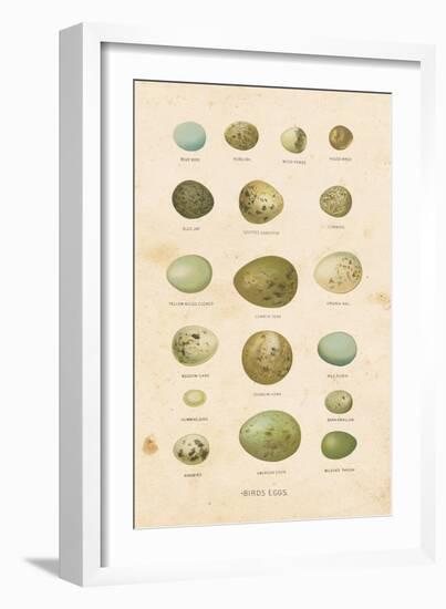 Birds Eggs I-Gwendolyn Babbitt-Framed Art Print