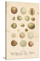 Birds Eggs II-Gwendolyn Babbitt-Stretched Canvas