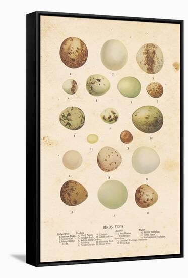 Birds Eggs II-Gwendolyn Babbitt-Framed Stretched Canvas