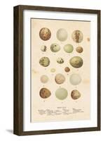 Birds Eggs II-Gwendolyn Babbitt-Framed Art Print