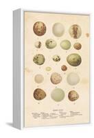 Birds Eggs II-Gwendolyn Babbitt-Framed Stretched Canvas