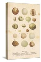 Birds Eggs II-Gwendolyn Babbitt-Stretched Canvas